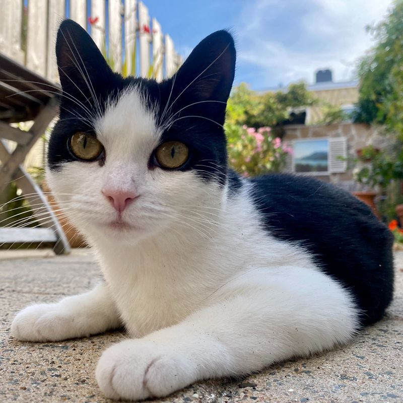 Zwart witte kater in tuin kijkt nieuwsgierig naar kattenoppas uit Enkhuizen