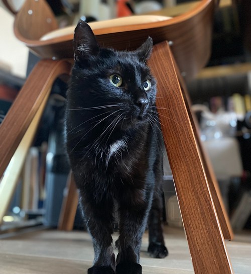 Zwarte kater in woonkamer kijkt bang naar buiten met kattenoppas uit Enkhuizen