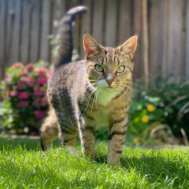 Mooie poes in de tuin met gras en kattenoppas uit Enschede