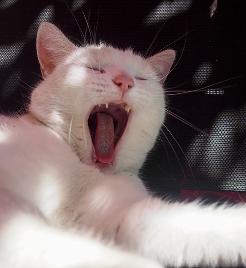 Witte kat in woonkamer gaapt naar kattenoppas in Enschede