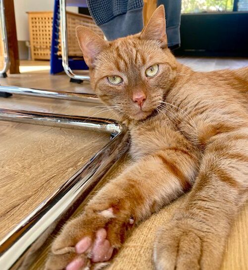 Ondeugende rode kater in woonkamer met kattenoppas in Enschede