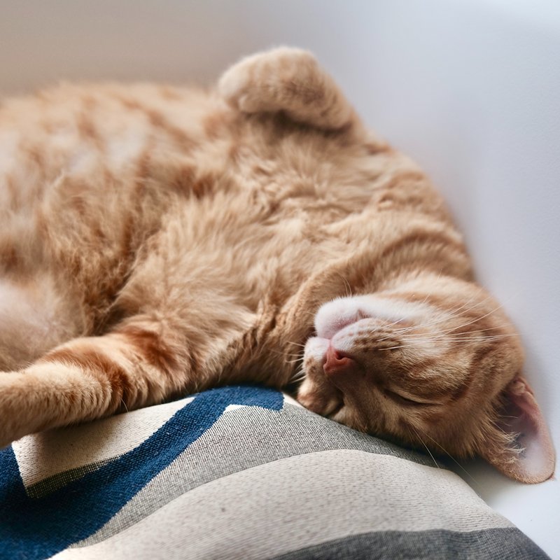 Slapende kat op bank met kattenoppas aan huis in Meppel