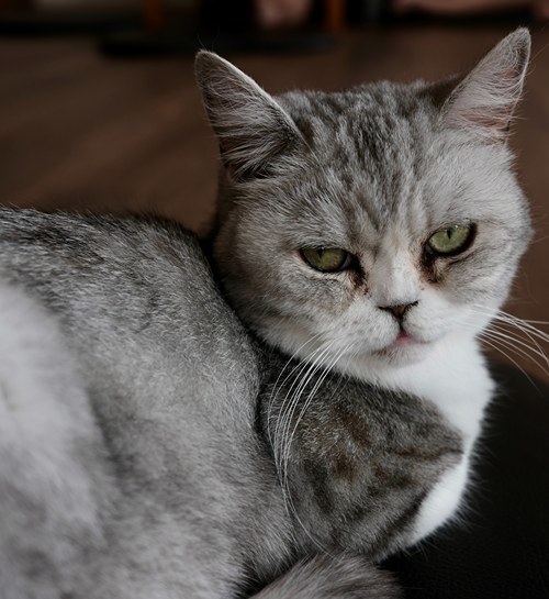 Britse korthaar kat op stoel met kattenoppas in Meppel