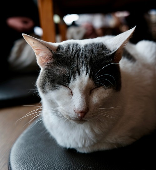 Lieve kater op stoel bij kattenoppas in Meppel