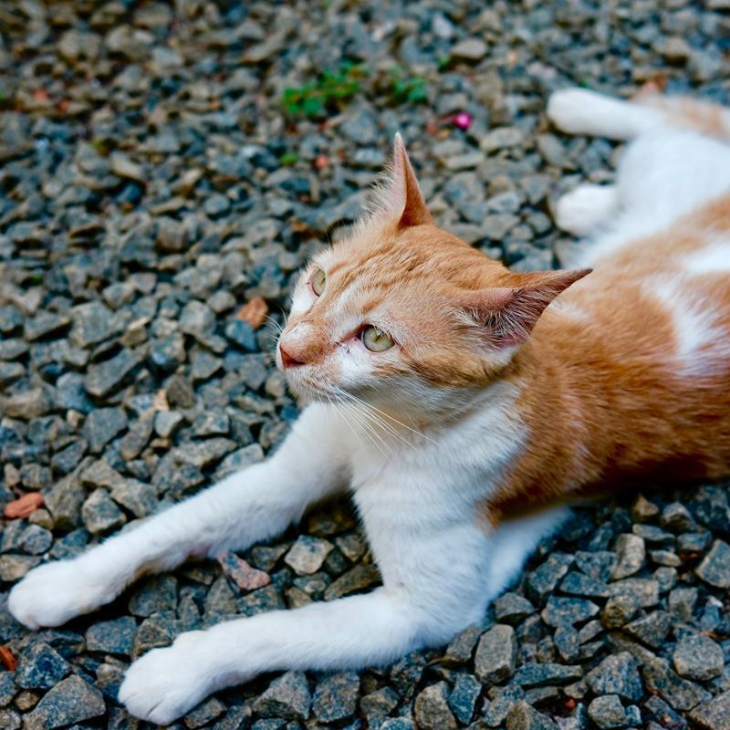 Rood witte kat ligt op sierstenen in achtertuin met kattenoppas in Tilburg