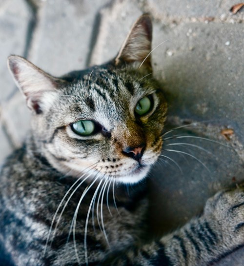 Lieve kat ligt op stenen in achtertuin met kattenoppas uit Tilburg