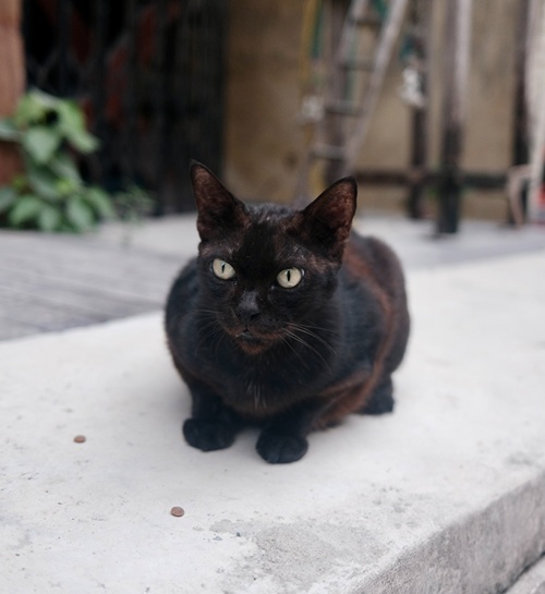 Zwarte kat zit op stoep in tuin met kattenoppas Tilburg