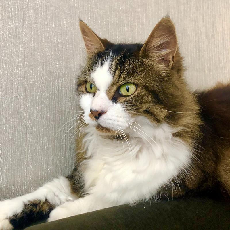 Lieve kat kijkt naar buiten bij kattenoppas in Venlo