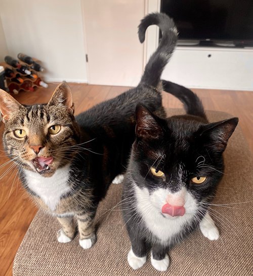 Twee katten op poef met tong uit hun mond met kattenoppas uit Venlo