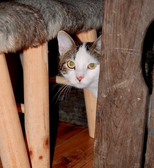 Wit grijze kat verstopt onder tafel in woonkamer bij kattenoppas uit Venlo