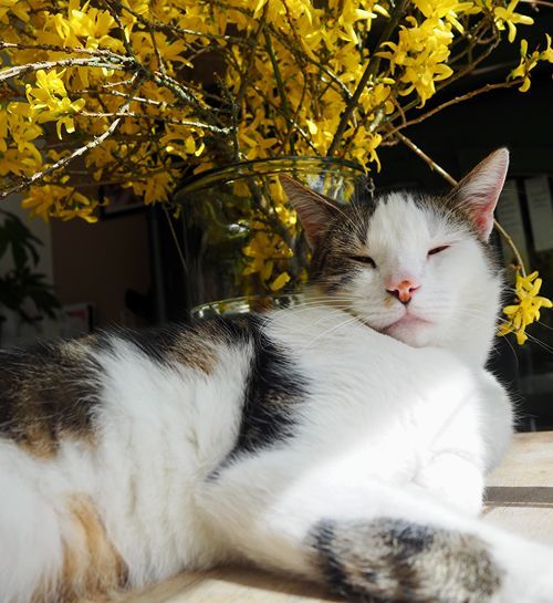 Kat ligt ontspannen onder planten in de tuin met kattenoppas uit Vlaardingen