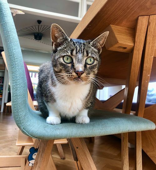 Kat op blauwe stoel in woonkamer met kattenoppas uit Zoetermeer