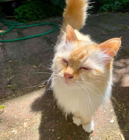 Senior kat in de zon in tuin met kattenoppas in Zoetermeer