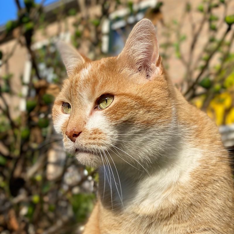 Rode kater in tuin van kattenoppas uit Zwolle kijkt naar vogels