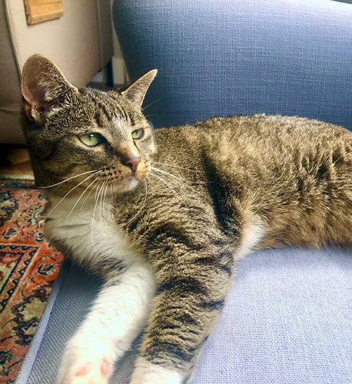 Europese korthaar kat ligt op blauwe stoel naast kattenoppas in Zwolle