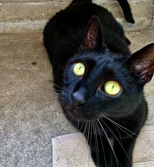 Zwarte kat op straat kijkt omhoog naar kattenoppas uit Zwolle