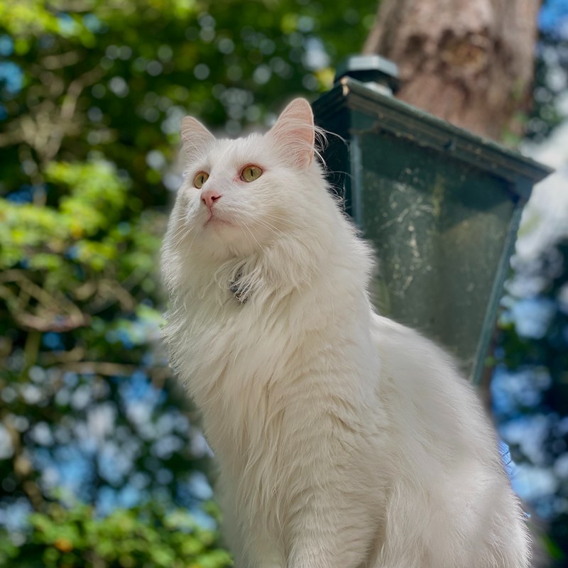 Witte raskat op muur bij lantaarnpaal met de kattenoppas uit Baarn