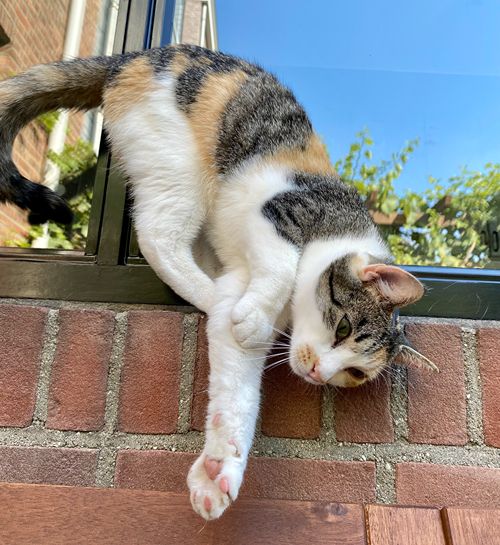 Schildpas poes op een muur in de achtertuin met een kattenoppas uit Baarn