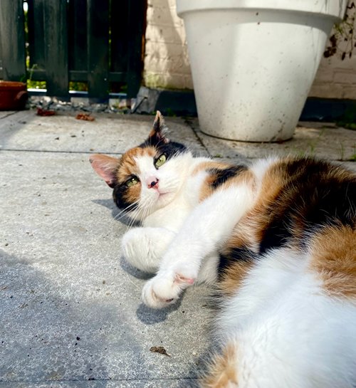 Schildpas poes raskat ligt in de tuin met kattenoppas uit Baarn
